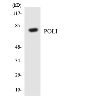 DNA pol Î¹ antibody