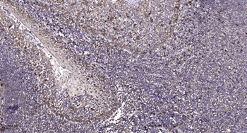 Frizzled-10 rabbit pAb
