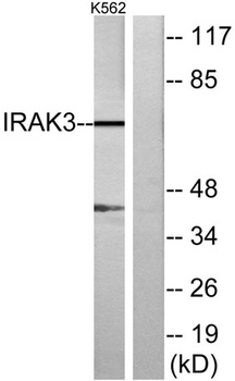 IRAK-M rabbit pAb