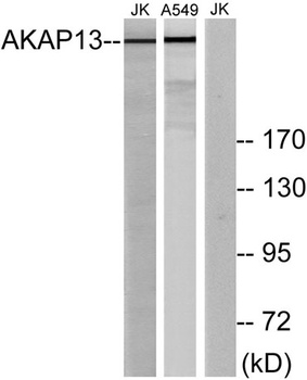 AKAP 13 antibody