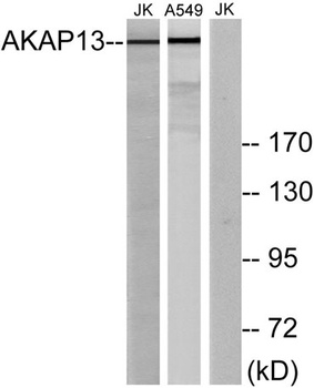 AKAP 13 rabbit pAb