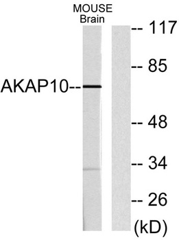 AKAP 10 rabbit pAb