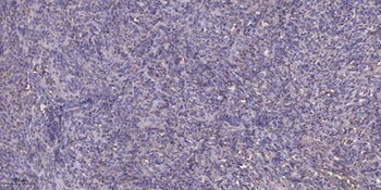 AKAP 10 rabbit pAb