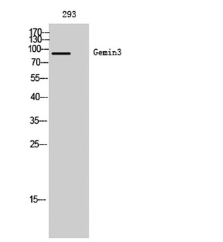 Gemin3 antibody