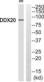 Gemin3 antibody