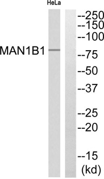 MAN1B1 rabbit pAb