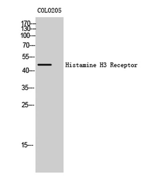 Histamine H3 Receptor rabbit pAb
