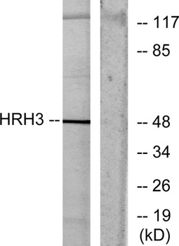 Histamine H3 Receptor antibody