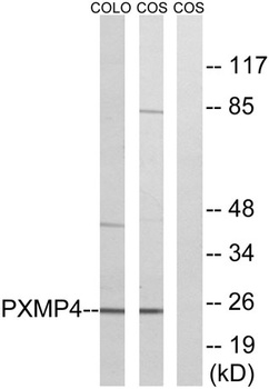 Pmp24 rabbit pAb