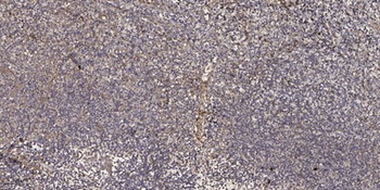 Pmp24 rabbit pAb