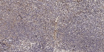 Pmp24 antibody