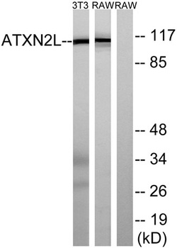 Ataxin-2L rabbit pAb