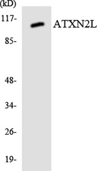 Ataxin-2L antibody