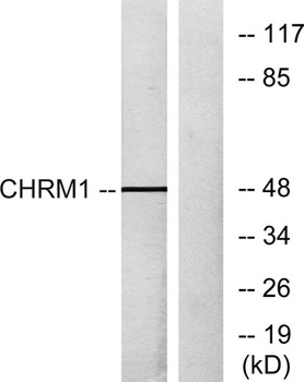 mAChR M1 rabbit pAb