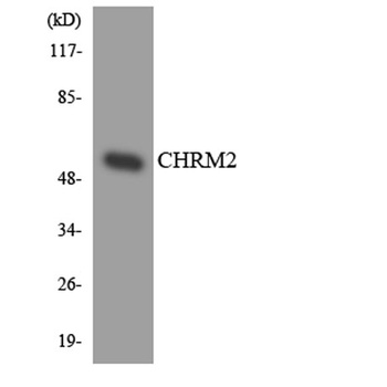 mAChR M2 antibody