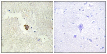 A Cyclase VII rabbit pAb
