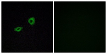 mAChR M5 antibody