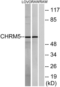 mAChR M5 rabbit pAb
