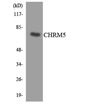 mAChR M5 antibody