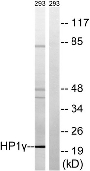 HP1γ rabbit pAb