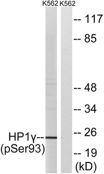 HP1 gamma (phospho-Ser93) antibody