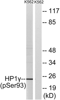 HP1γ (phospho Ser93) rabbit pAb