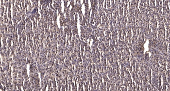 HP1γ (phospho Ser93) rabbit pAb