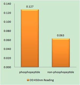 TIRAP (phospho Tyr86) rabbit pAb