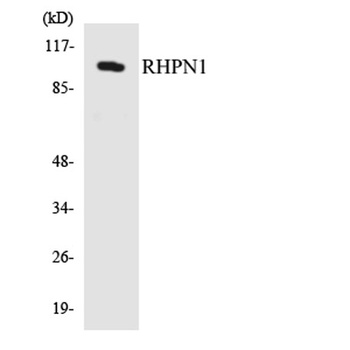 Rhophilin rabbit pAb