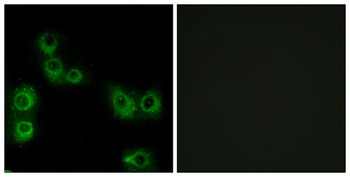 MRGX3 rabbit pAb