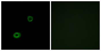 MRGX4 rabbit pAb