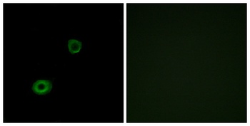 MRGX4 antibody