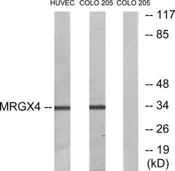 MRGX4 rabbit pAb