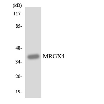 MRGX4 rabbit pAb