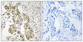 TAGAP rabbit pAb Antibody