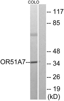 Olfactory receptor 51A7 antibody