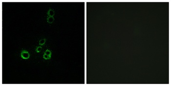 Olfactory receptor 51F2 antibody