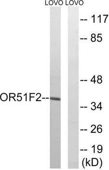 Olfactory receptor 51F2 antibody