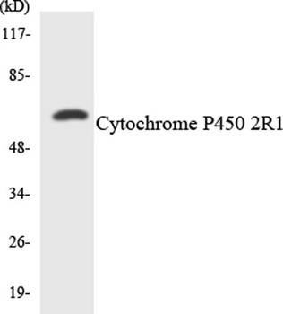 CYP2R1 antibody