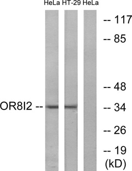 Olfactory receptor 8I2 rabbit pAb