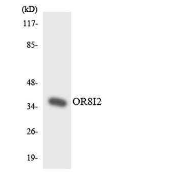 Olfactory receptor 8I2 antibody