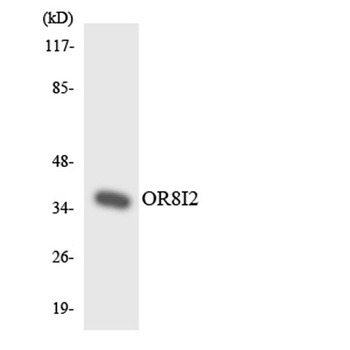 Olfactory receptor 8I2 rabbit pAb