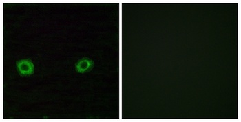 Olfactory receptor 2D3 rabbit pAb