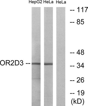 Olfactory receptor 2D3 rabbit pAb