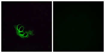 Olfactory receptor 56A1 rabbit pAb Antibody