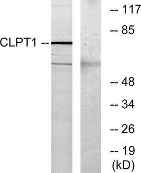 CLPTM1 antibody