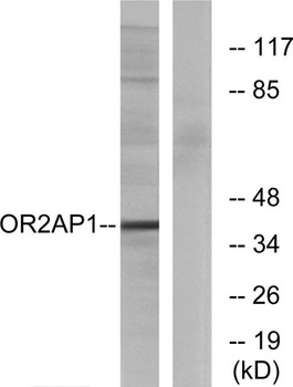 Olfactory receptor 2AP1 rabbit pAb