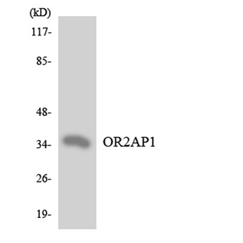 Olfactory receptor 2AP1 rabbit pAb
