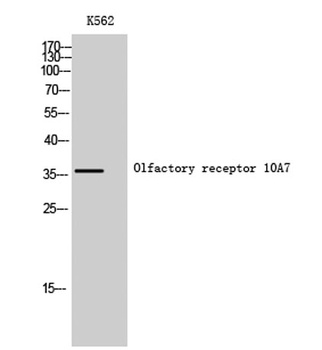 Olfactory receptor 10A7 rabbit pAb
