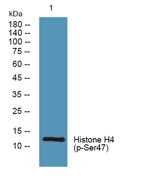 Histone H4 (phospho Ser47) rabbit pAb